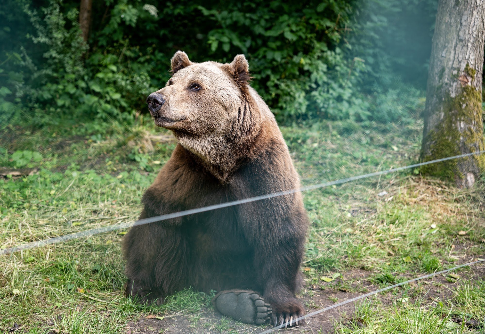 Naturerlebnis im Bärenschutzzentrum