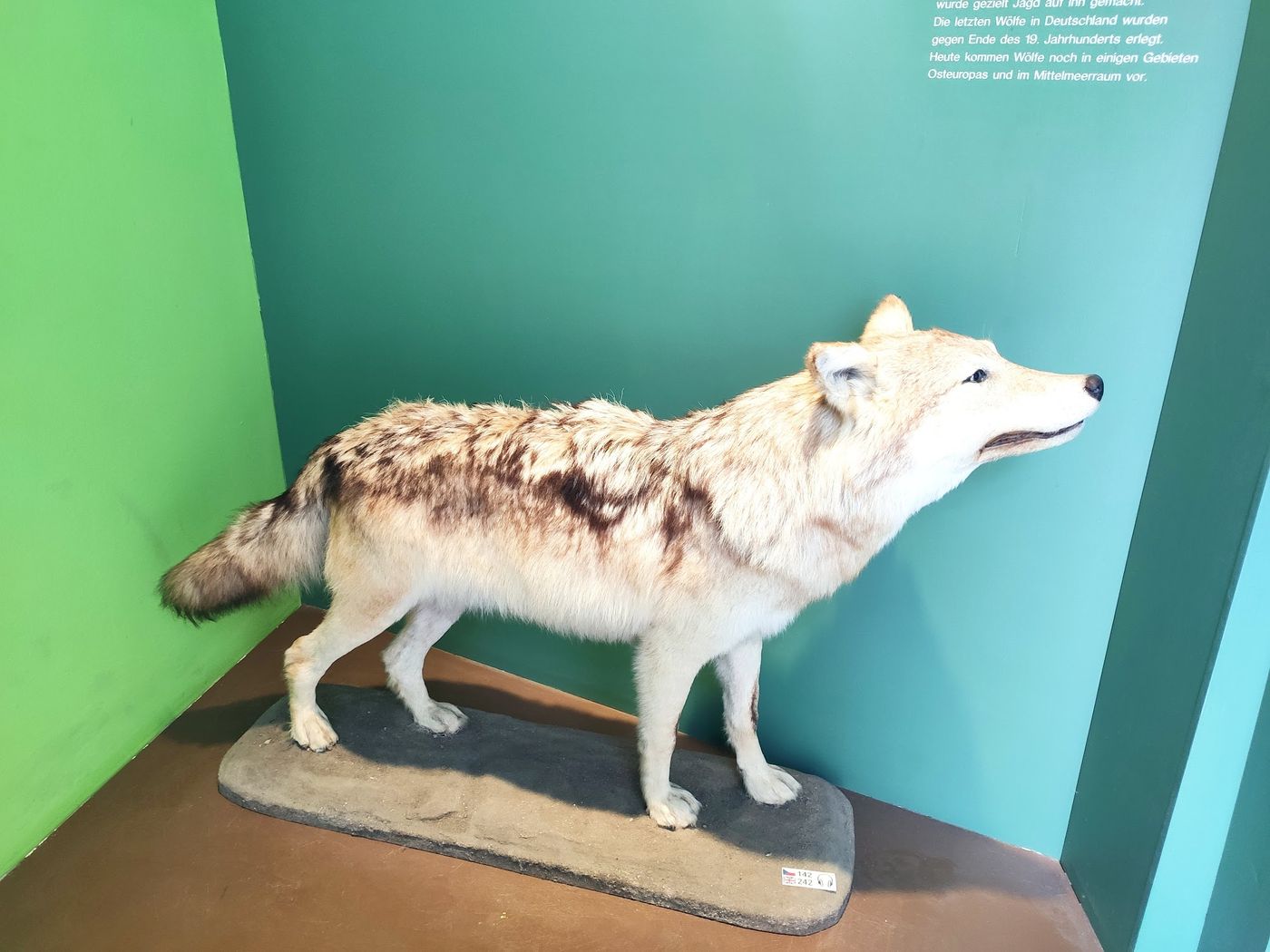 Entdecke die Naturwunder im Naturkundemuseum