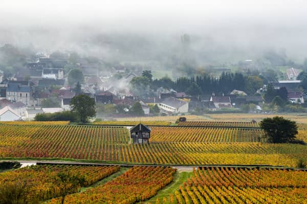 Genieße Burgunds Weinlandschaft