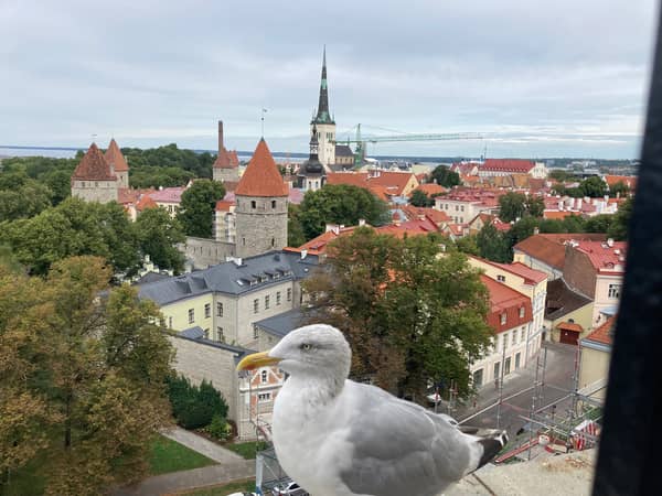 Atemberaubende Aussichten über Tallinn