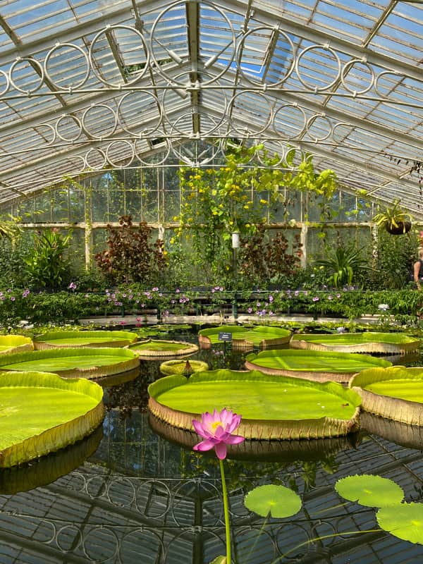 Seltene Pflanzen in Kew Gardens bestaunen
