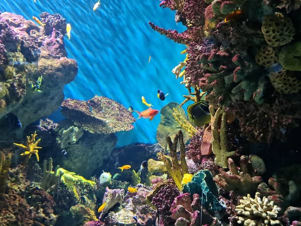 Faszinierende Unterwasserwelt für die ganze Familie