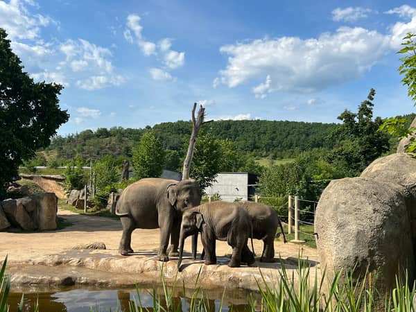 Tierische Abenteuer und seltene Spezies im Prager Zoo