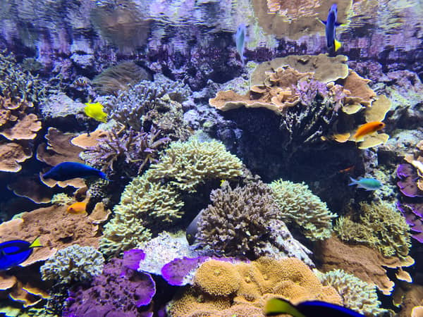 Unterwasserwelt in Dänemarks größtem Aquarium