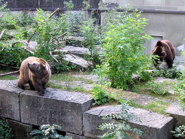 Bären in Bern besuchen