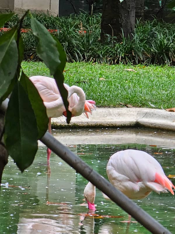 Überraschende Flamingos in Mailand