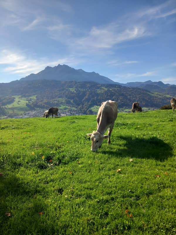 Atemberaubende Aussicht über Luzern
